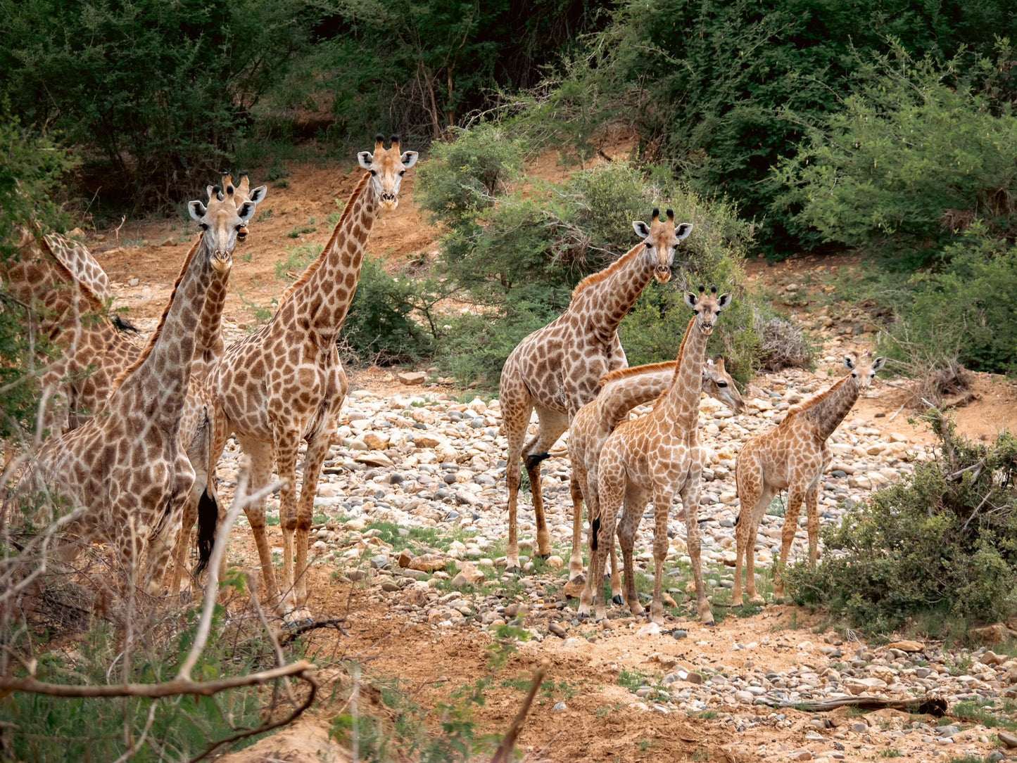  Askari Wilderness Conservation Programme