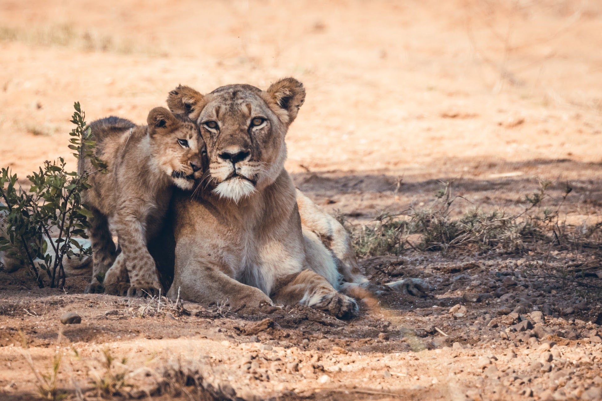  Askari Wilderness Conservation Programme