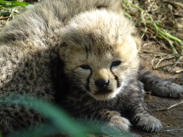  Askari Wilderness Conservation Programme