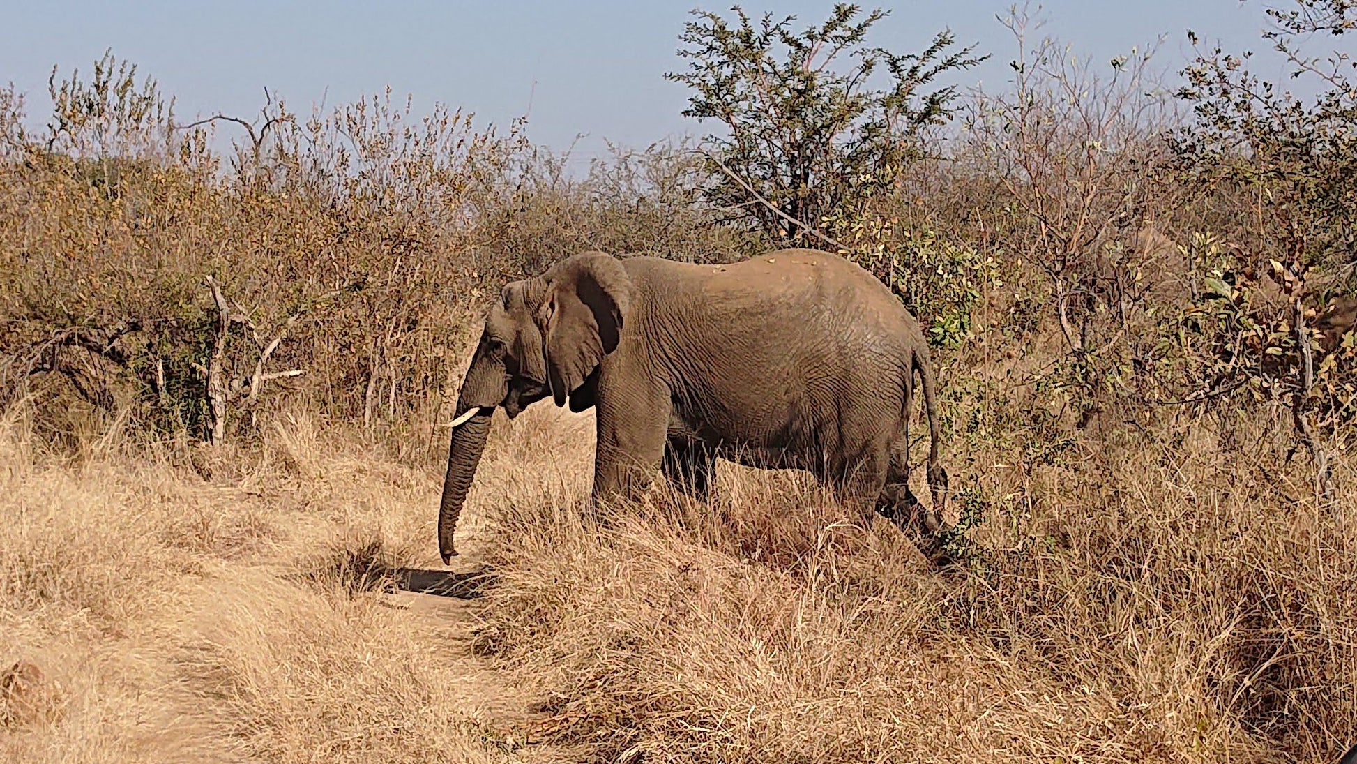  Askari Wilderness Conservation Programme