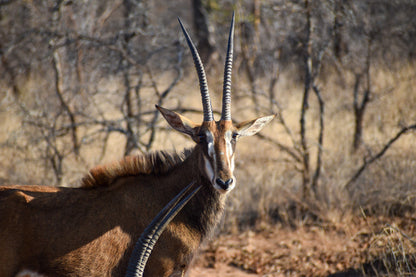  Askari Wilderness Conservation Programme