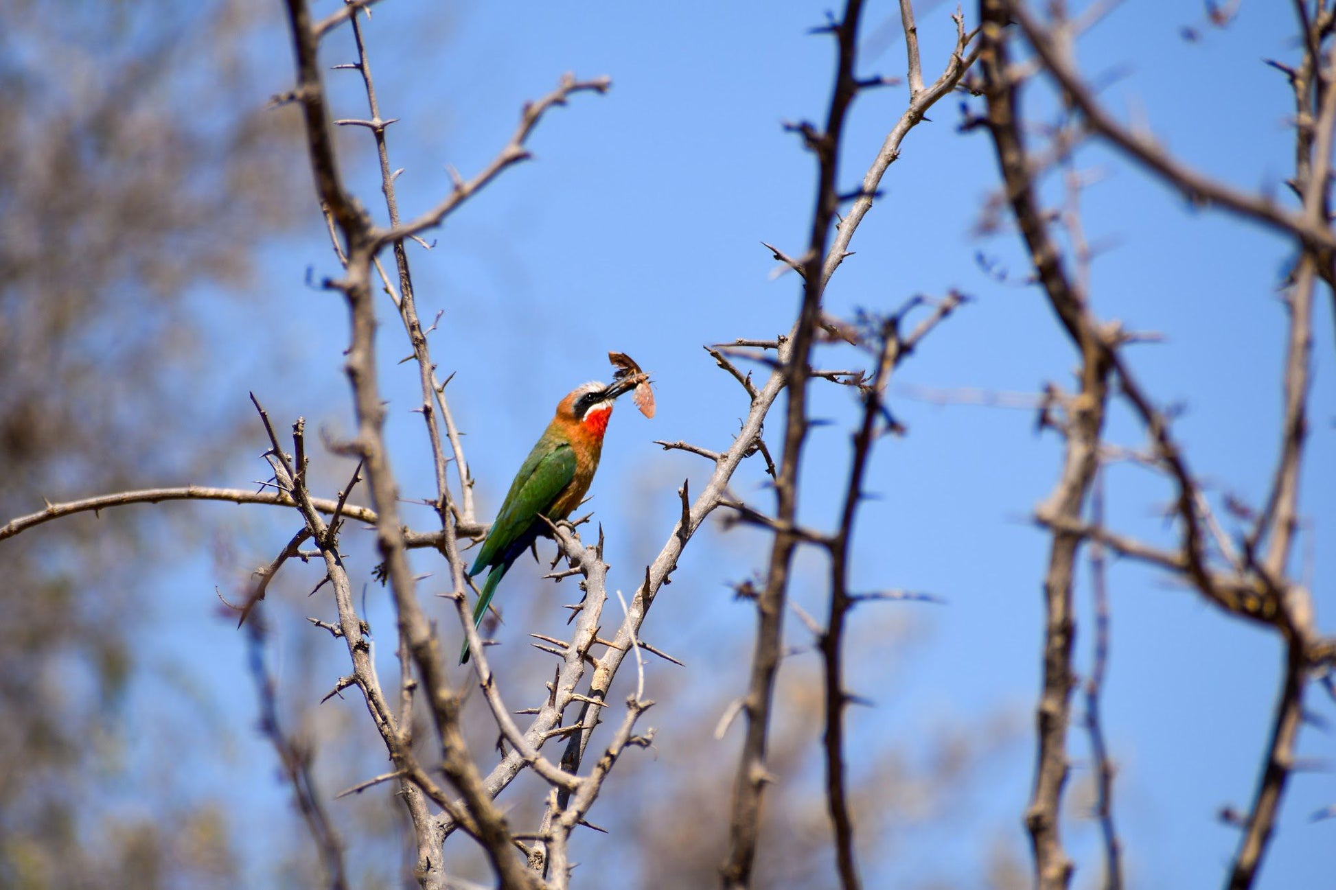  Askari Wilderness Conservation Programme