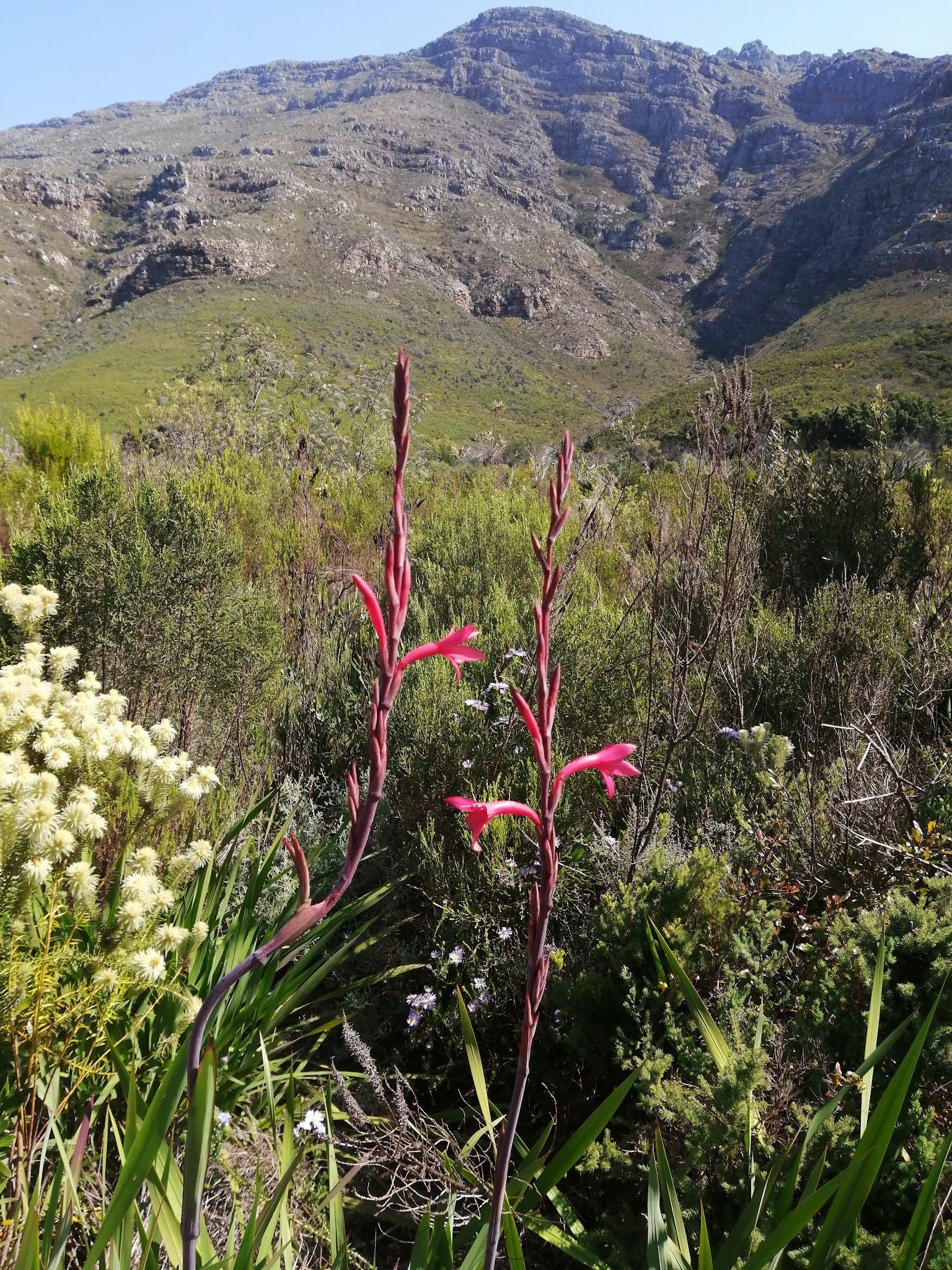  Assegaaibosch Nature Reserve