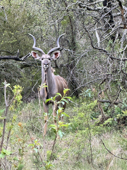  Babanango Game Reserve