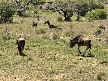  Babanango Game Reserve