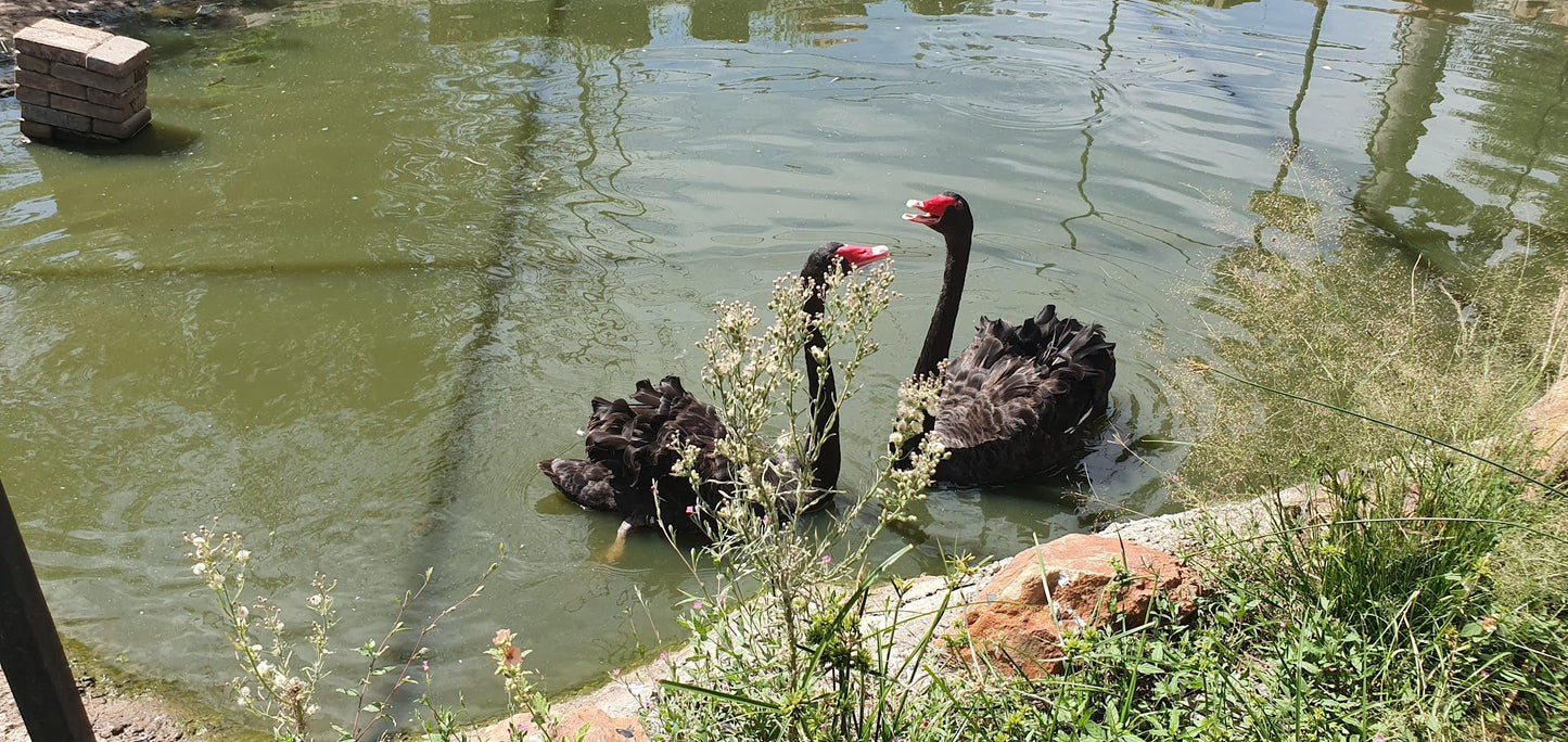  Bagamoya Wildlife Estate