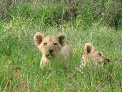  Bagamoya Wildlife Estate