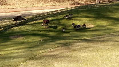 Ball Game, Sport, Golfing, Animal, Bird, Mammal, Dog, Pet, Sepia Tones, Duck, Seasons Eco Golf Estate, Bushveld View Estate