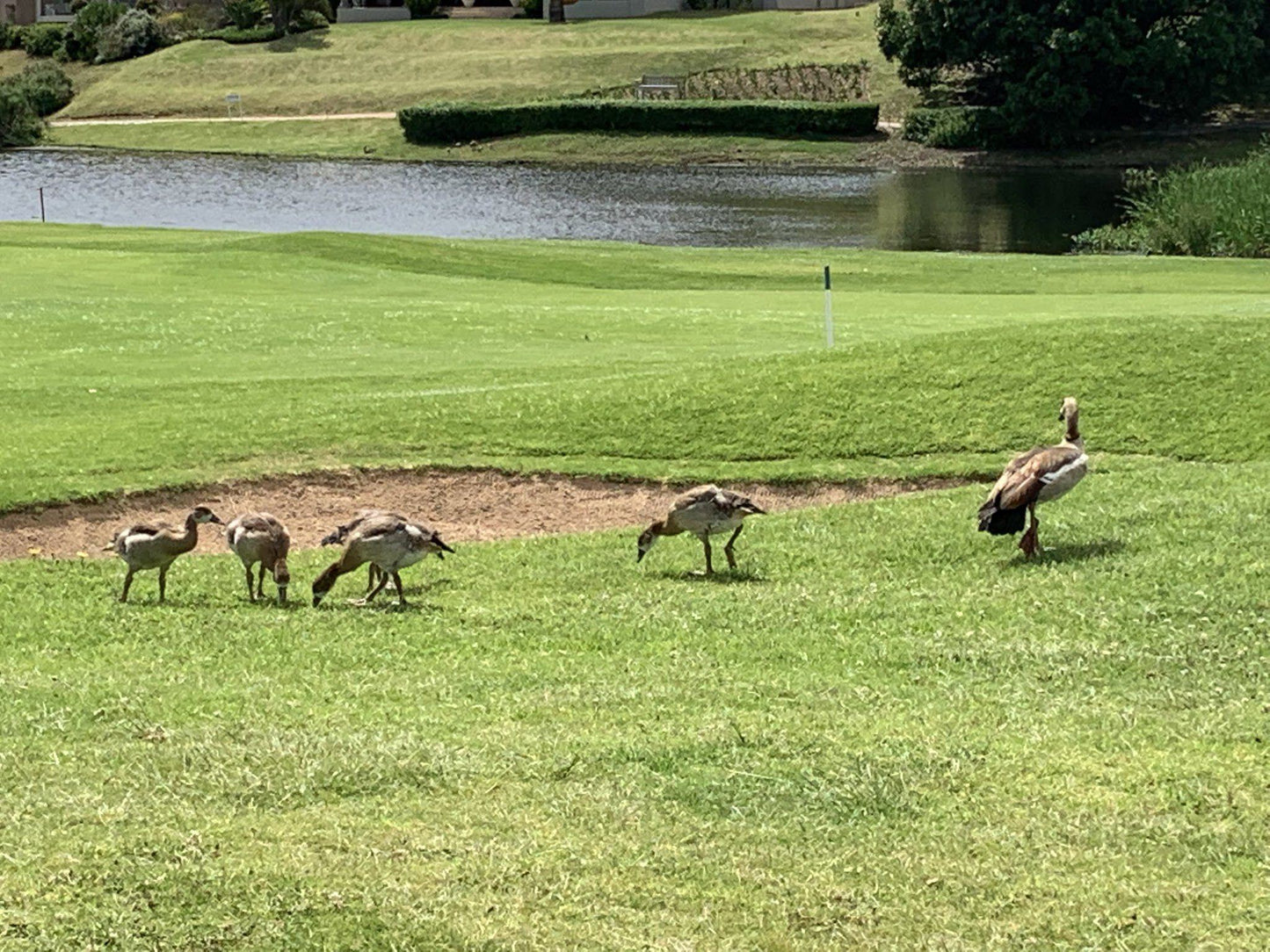 Ball Game, Sport, Golfing, Animal, Bird, Mammal, Herbivore, Deer, Goose, Goose Valley Golf Club, N2, Goose Valley Golf Estate, Plettenberg Bay, 6600