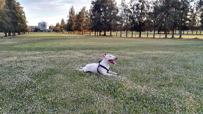 Ball Game, Sport, Golfing, Animal, Mammal, Dog, Pet, Unsaturated, Porterville Golf Club, 10 Buitengracht St, Porterville, 6810