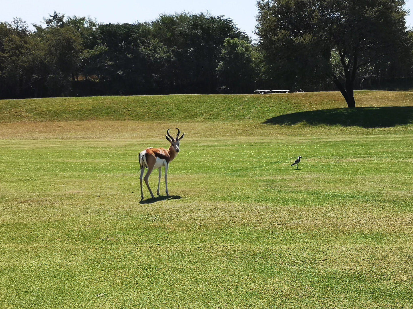 Ball Game, Sport, Golfing, Animal, Mammal, Herbivore, Deer, Akasia Golf Club, Waterbok St, Theresapark, Pretoria, 0183