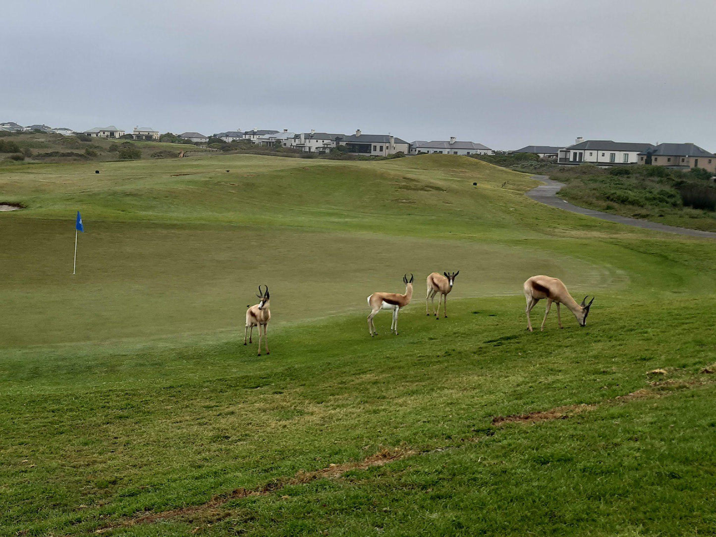 Ball Game, Sport, Golfing, Animal, Mammal, Herbivore, Deer, Atlantic Beach Links, 1 Fairway Drive, Melkbosstrand, Atlantic Beach Golf Estate, Cape Town, 7441