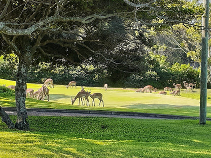 Ball Game, Sport, Golfing, Animal, Mammal, Herbivore, Deer, East London Golf Club, 22 Gleneagles Upper Rd, Bunkers Hill, East London, 5241