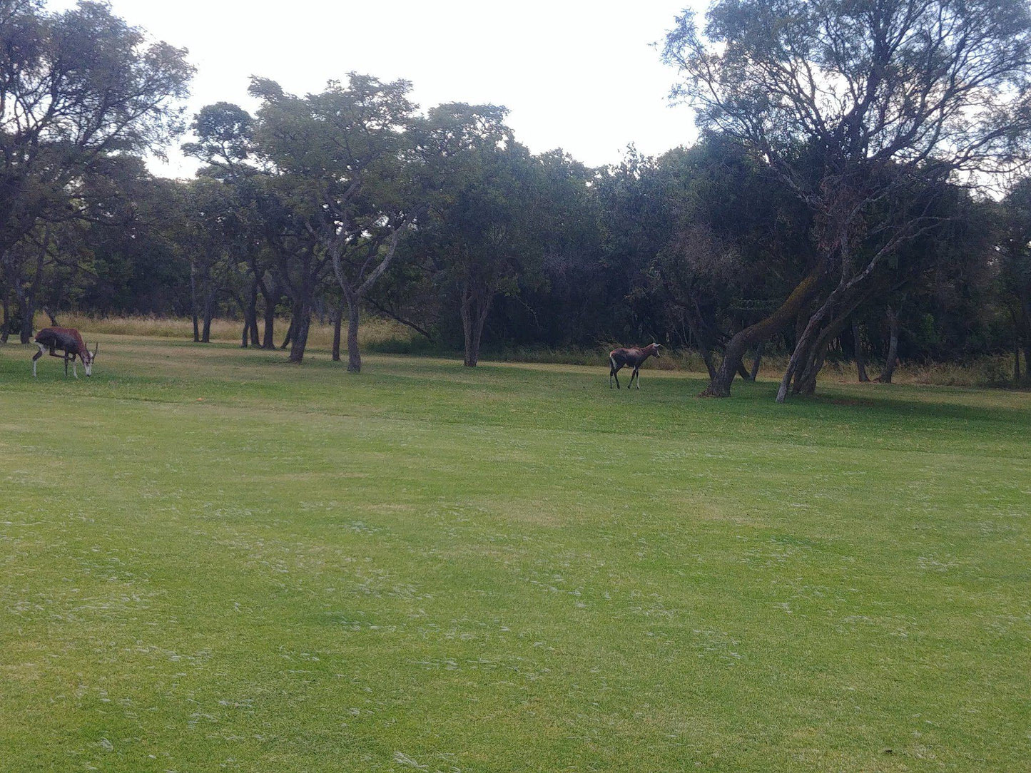 Ball Game, Sport, Golfing, Animal, Mammal, Herbivore, Deer, Kangaroo, Elements Private Golf Reserve, Portain 9 Elandsfontein Farm Cyferfontein District Cyferfontein Road 440KR, Bela-Bela, 0480