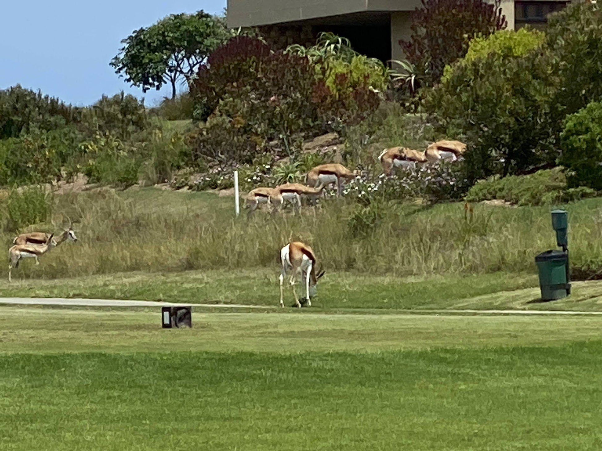 Ball Game, Sport, Golfing, Animal, Oubaai Golf Course, Oubaai Golf Estate