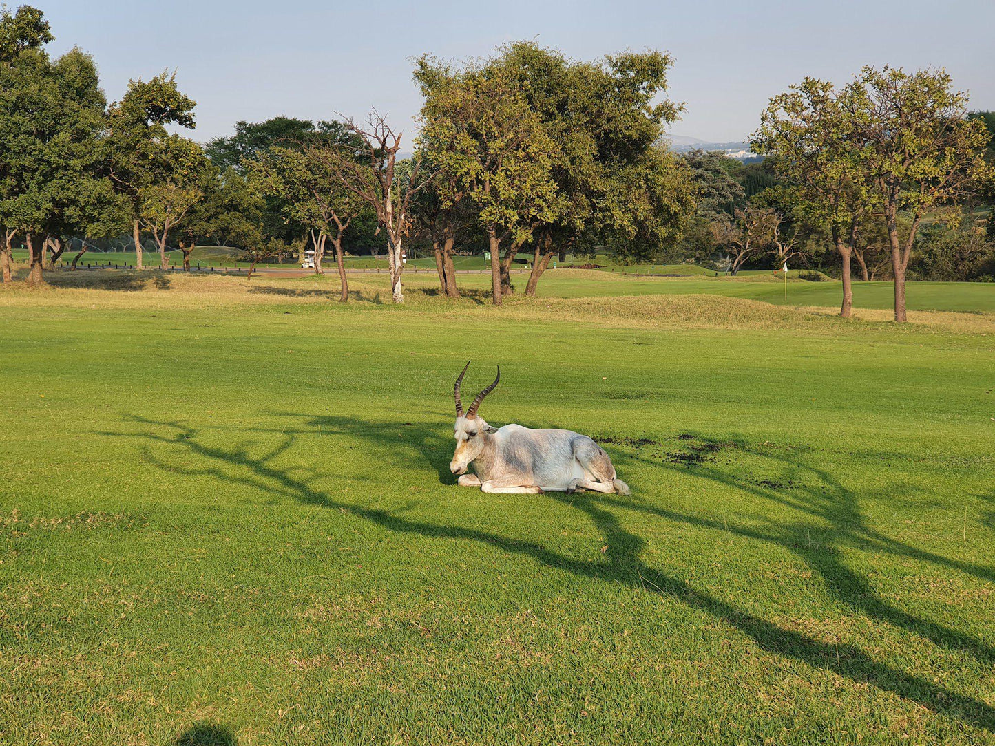 Ball Game, Sport, Golfing, Animal, Seasons Eco Golf Estate, Bushveld View Estate