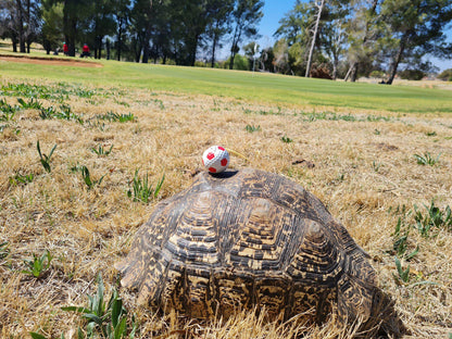 Ball Game, Sport, Golfing, Ball, Animal, Turtle, Reptile, Koffiefontein Golf Club, Koffiefontein, 9986