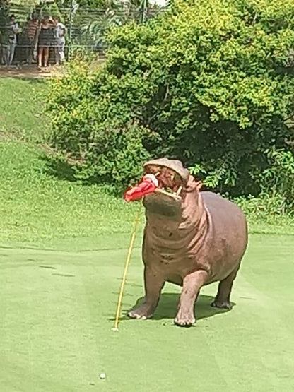 Ball Game, Sport, Golfing, Person, Animal, Richards Bay Country Club, Anglers Rod, Meer En See, Richards Bay, 3901