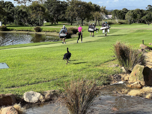 Ball Game, Sport, Golfing, Person, Steenberg Golf Club, 11111 Tokai Rd, Tokai, Cape Town, 7945