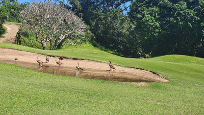 Ball Game, Sport, Golfing, Port Shepstone Golf Course, Marine Dr, Oslo Beach, Port Shepstone, 4240