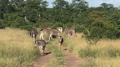  Balule Game Reserve