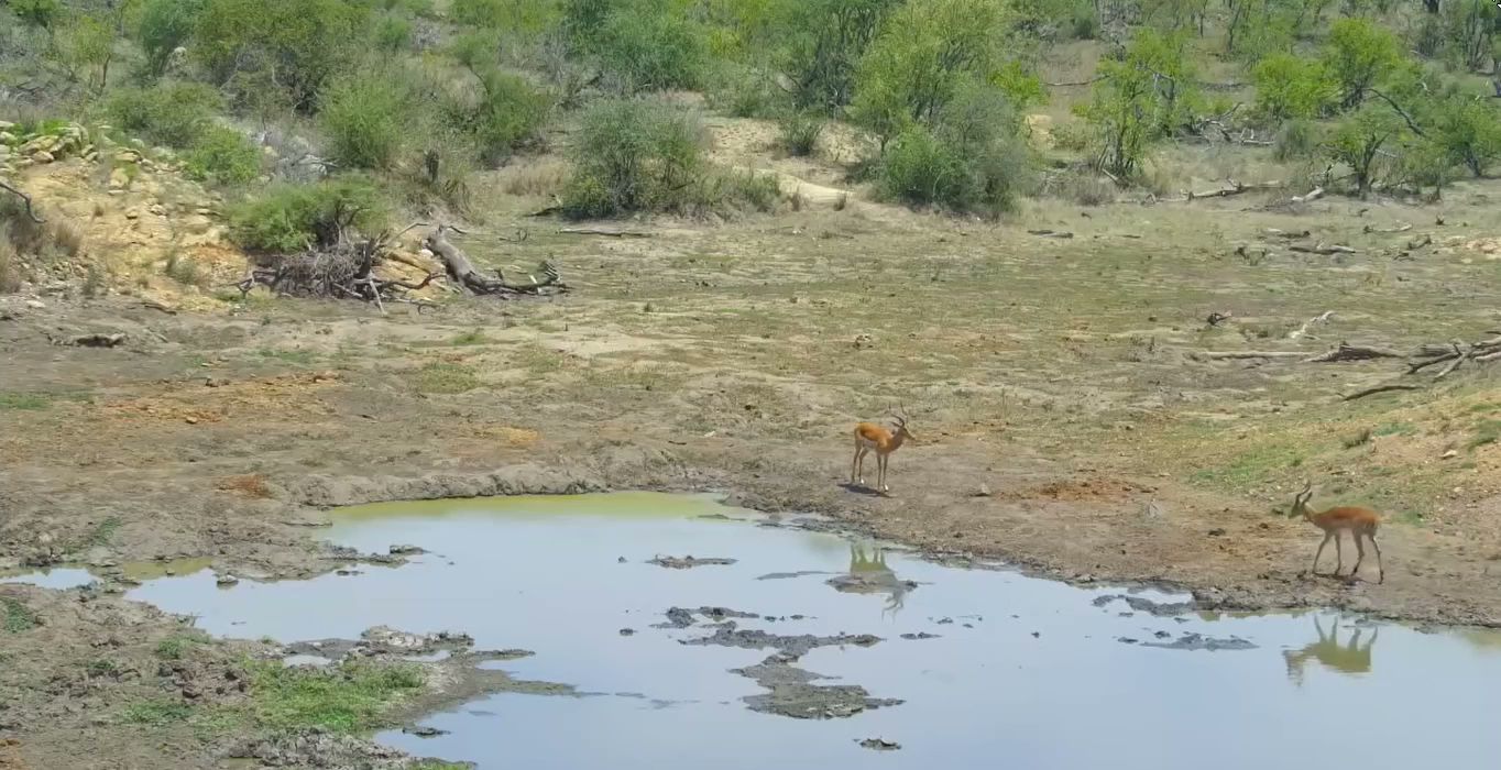  Balule Game Reserve