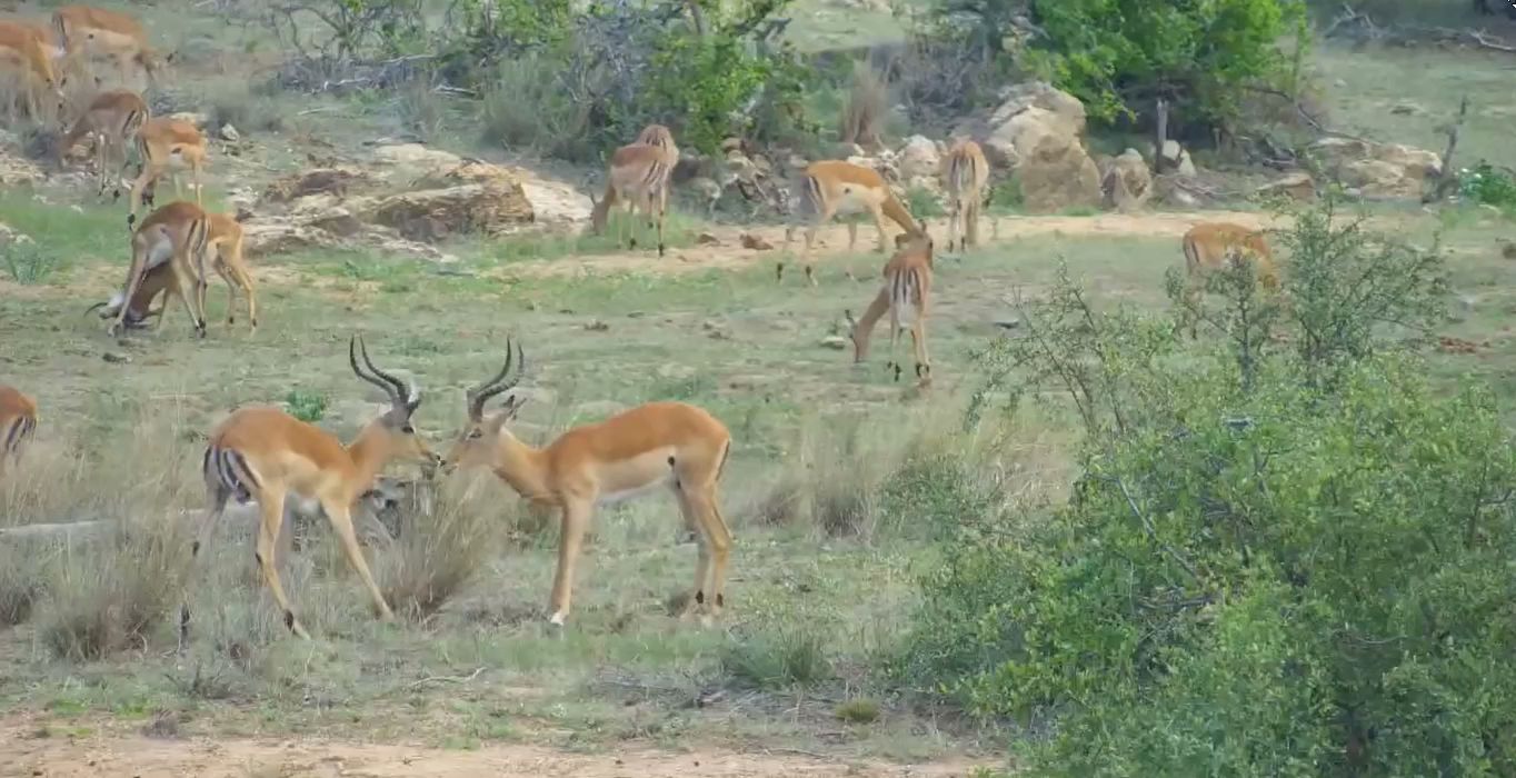  Balule Game Reserve