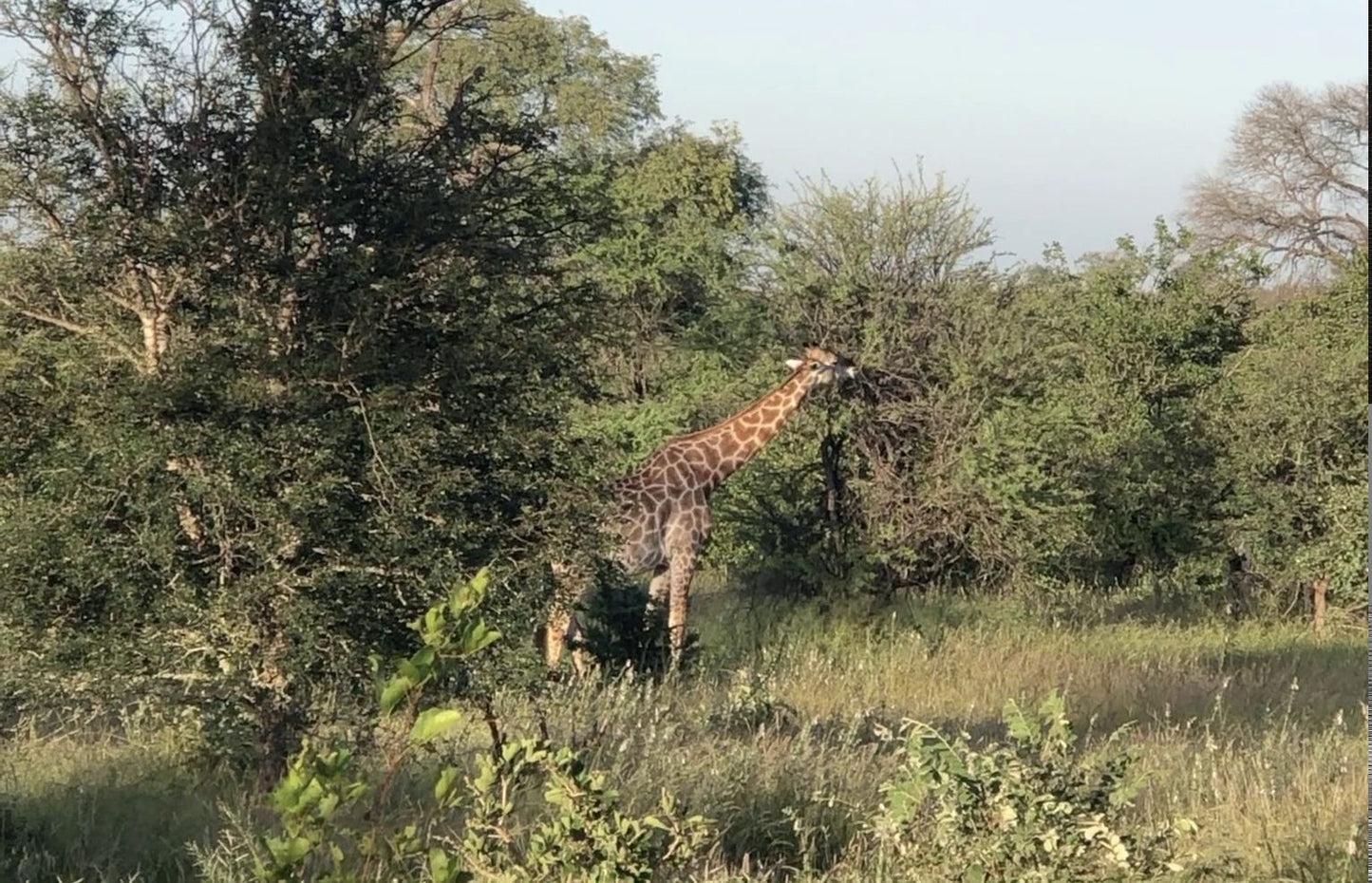  Balule Game Reserve