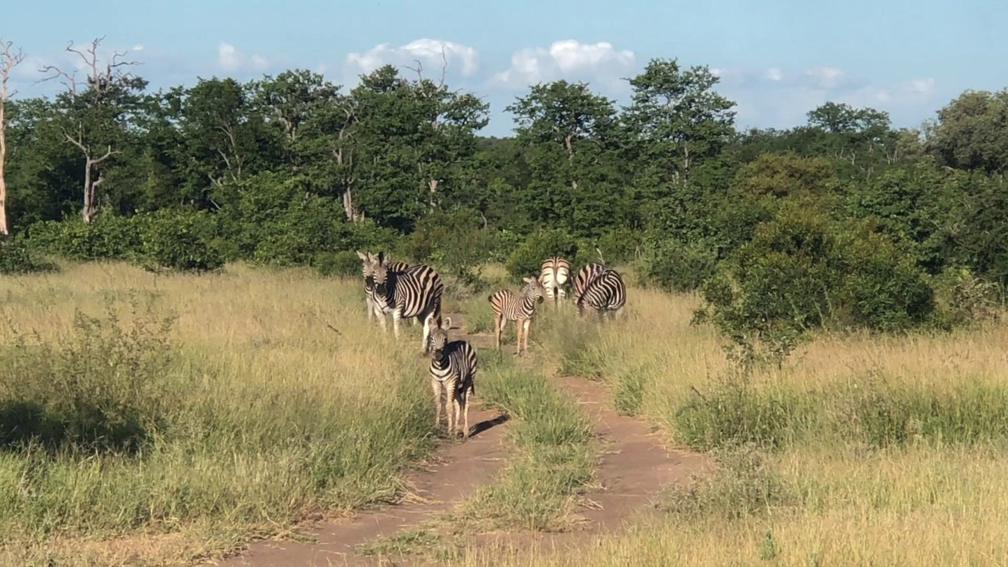  Balule Game Reserve