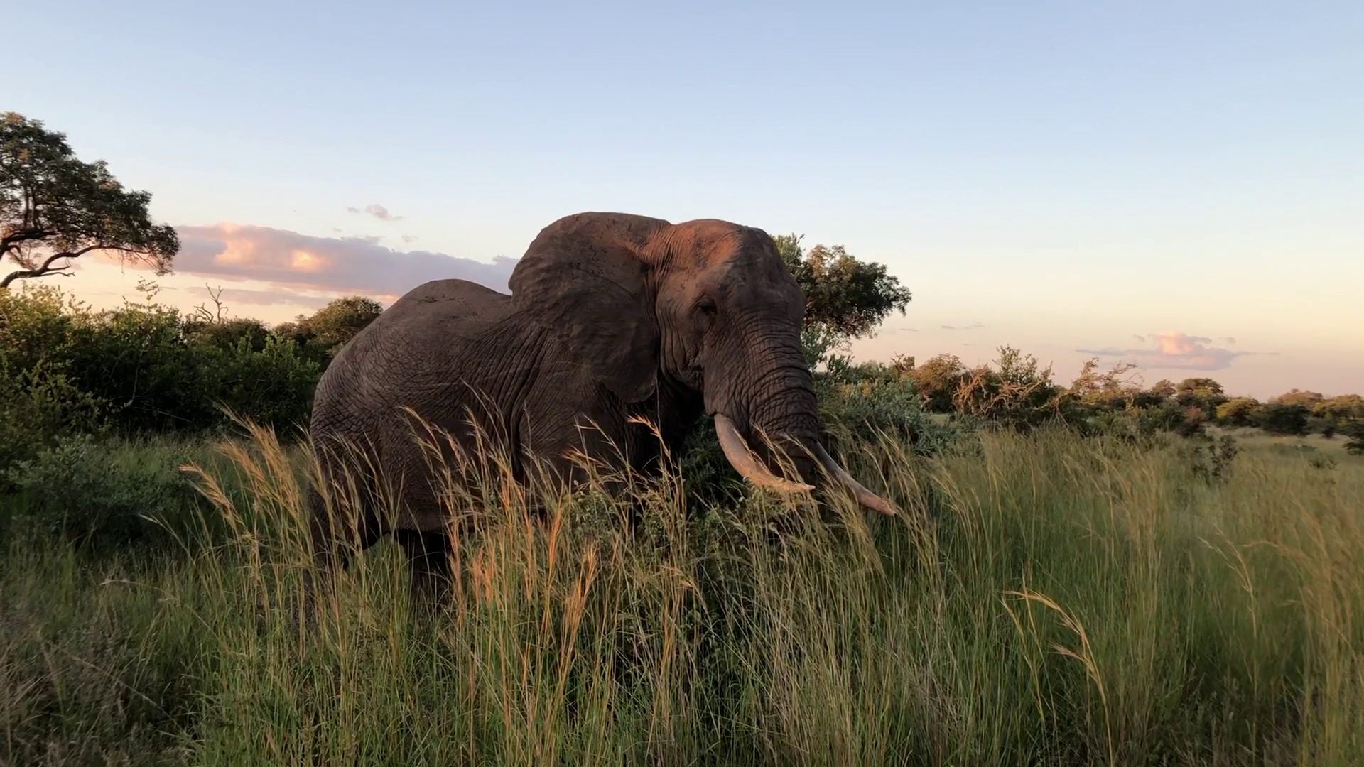  Balule Game Reserve