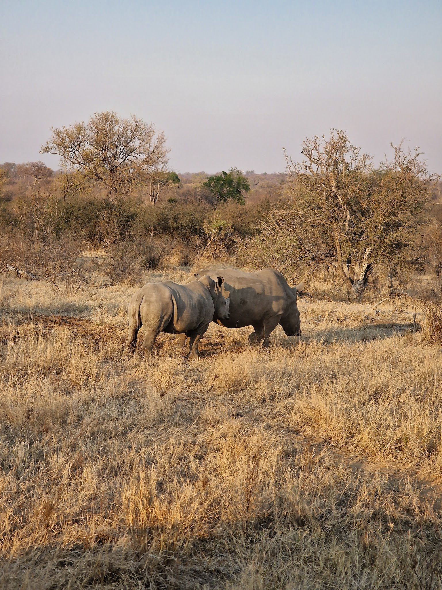  Balule Game Reserve