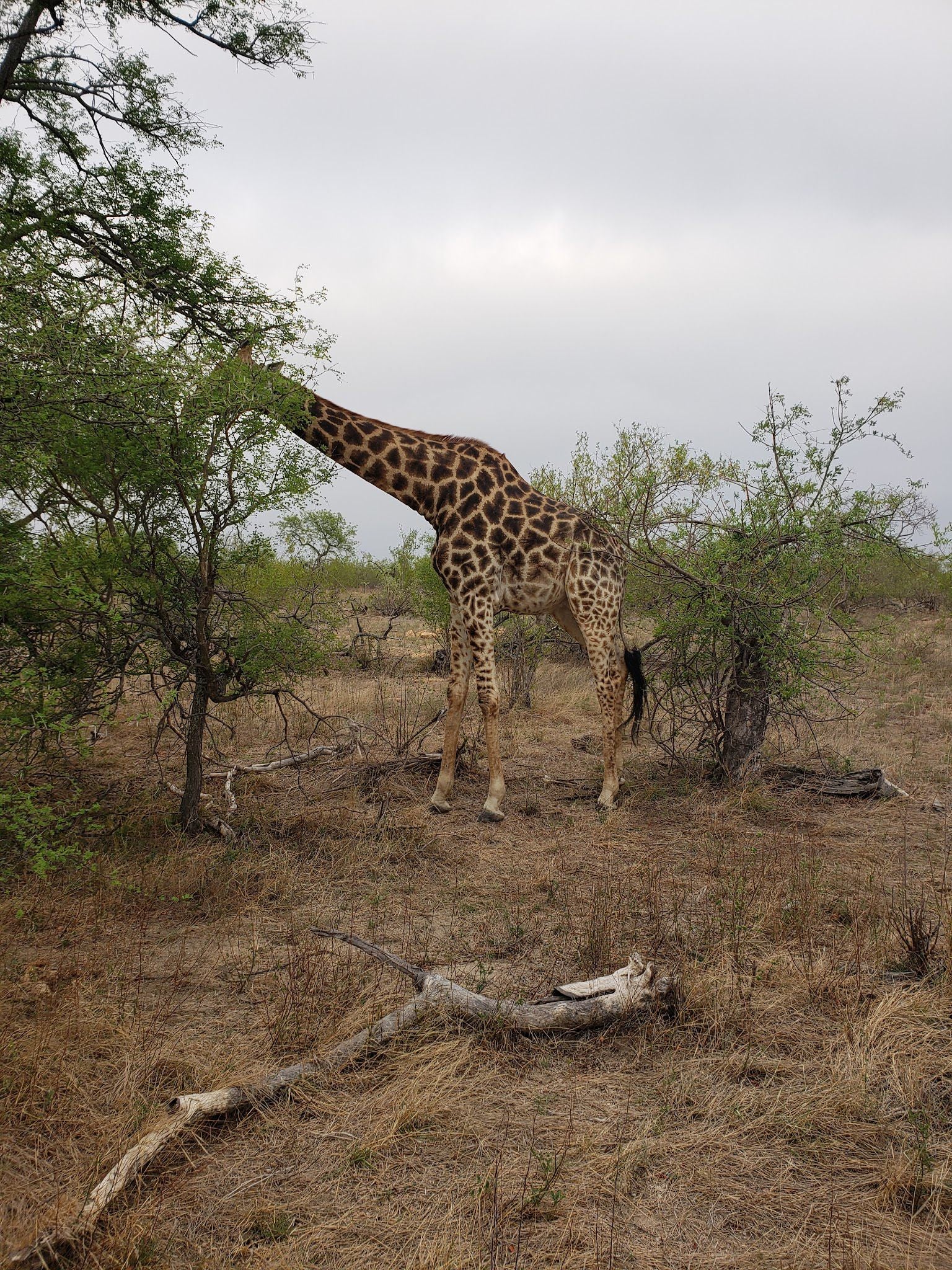  Balule Game Reserve