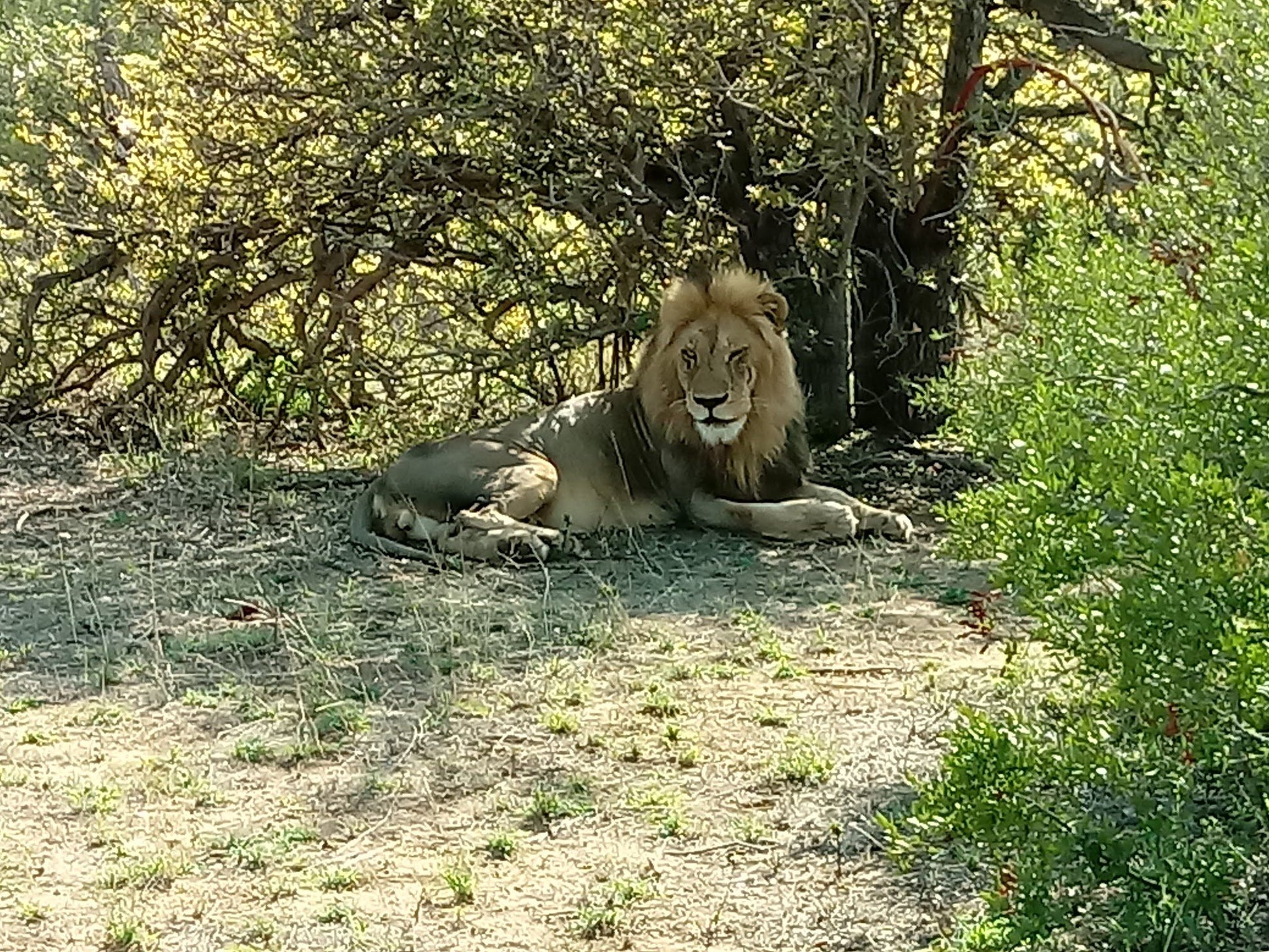  Balule Game Reserve