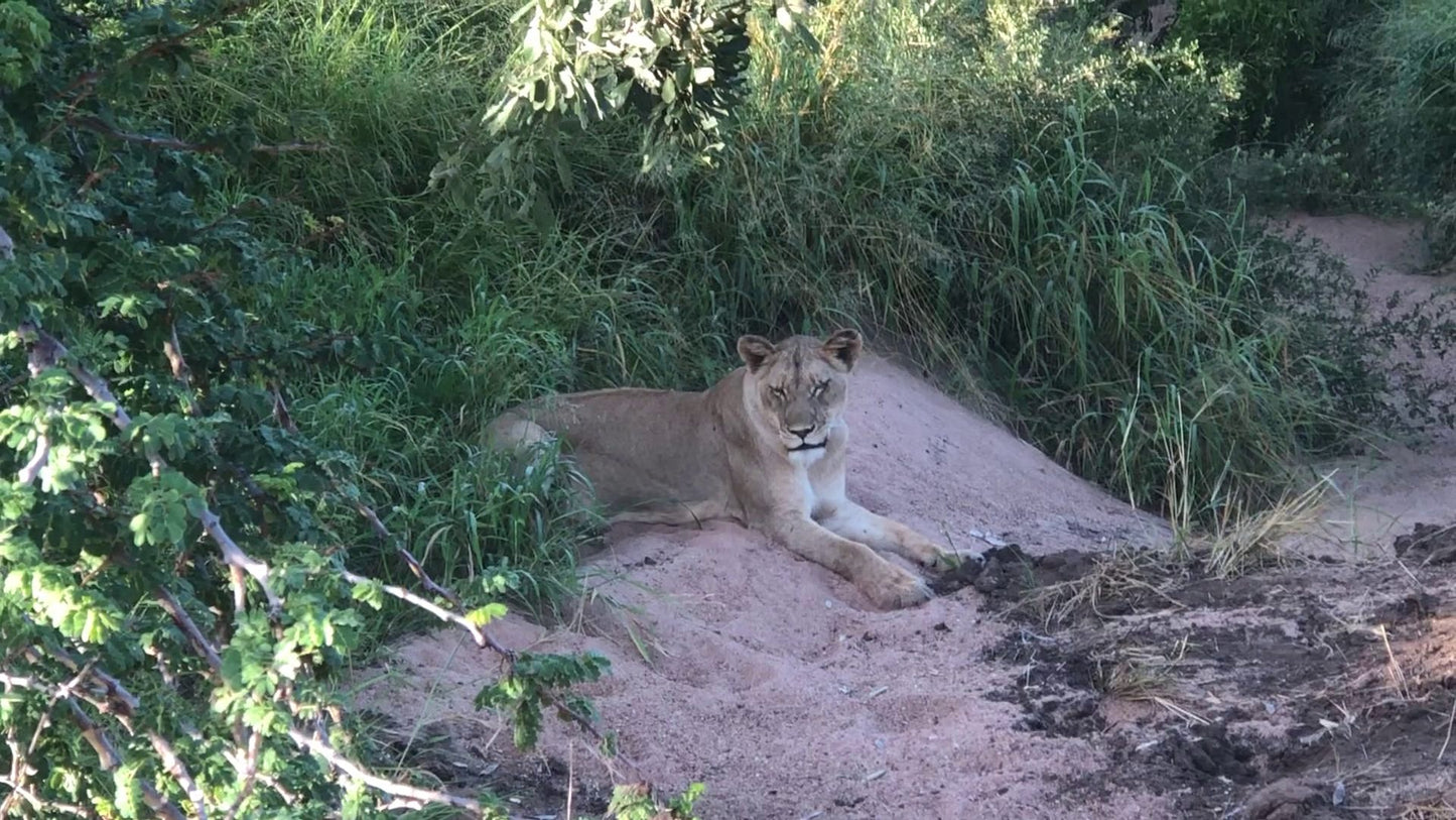  Balule Game Reserve