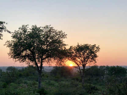  Balule Game Reserve