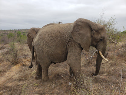  Balule Game Reserve