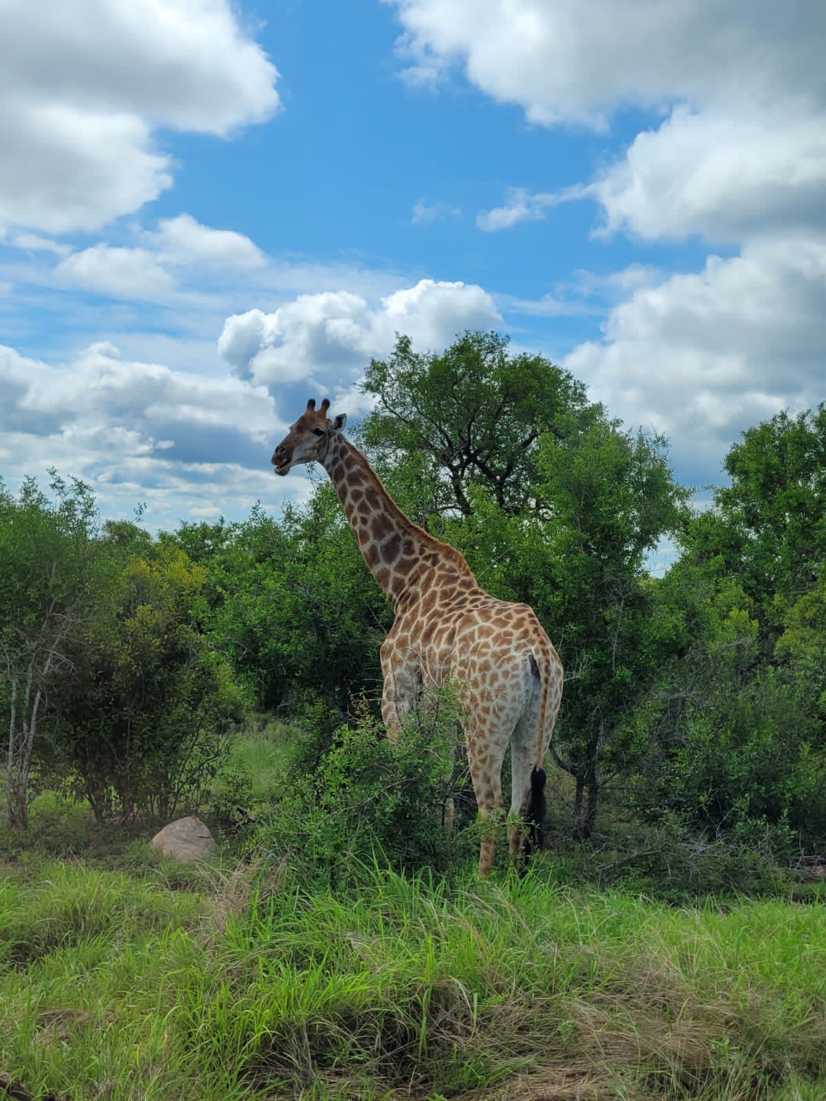  Balule Game Reserve