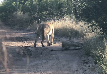  Balule Game Reserve