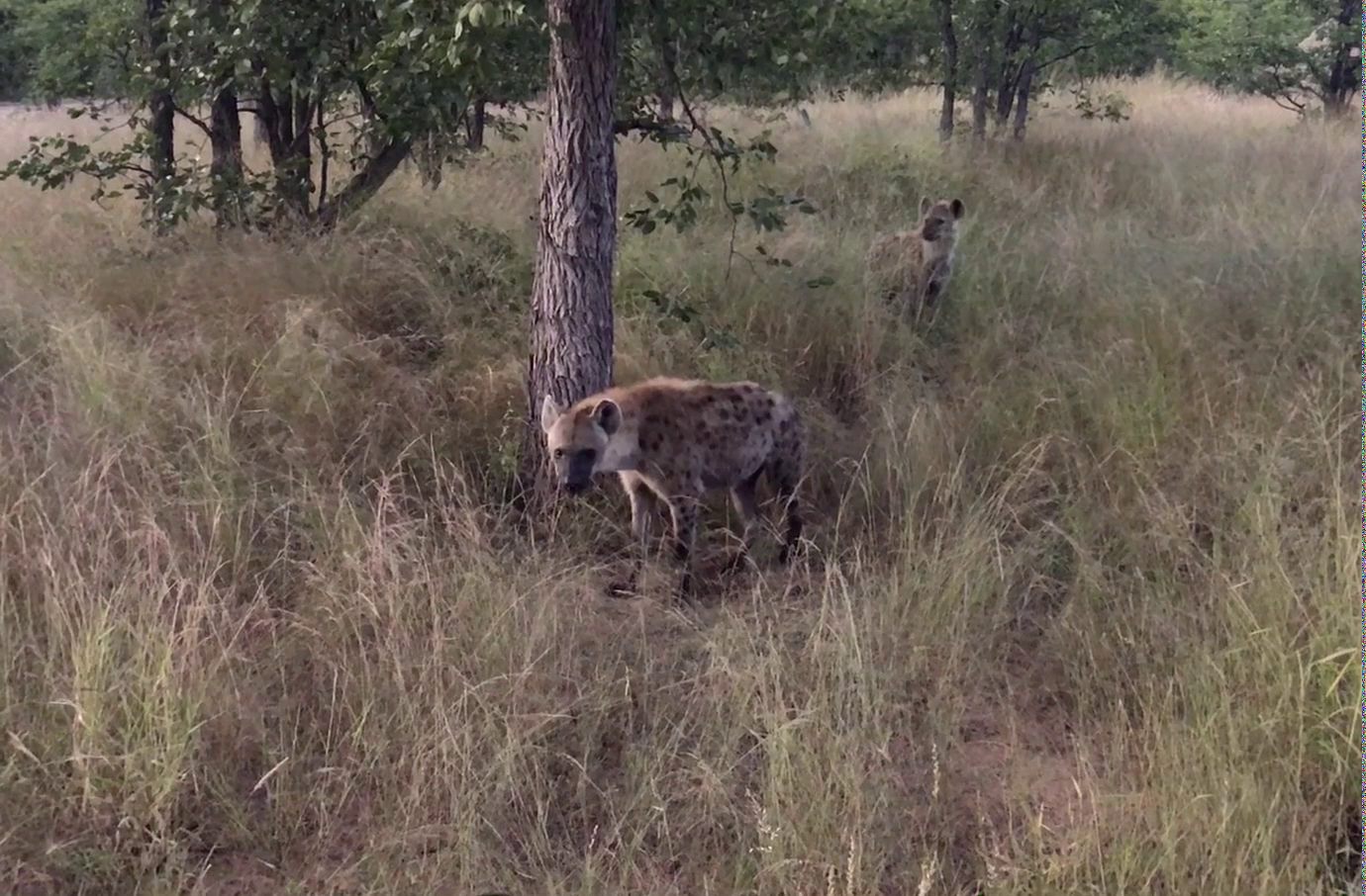  Balule Game Reserve