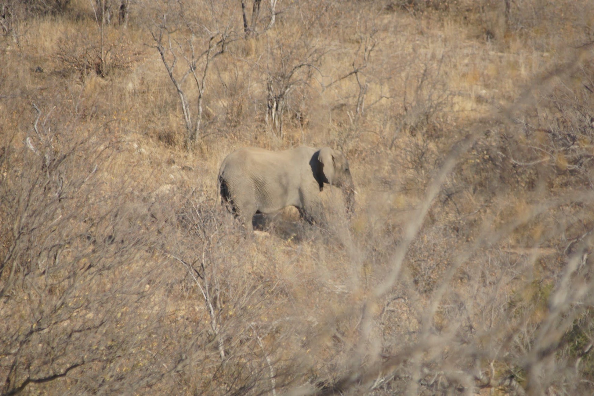  Balule Plains