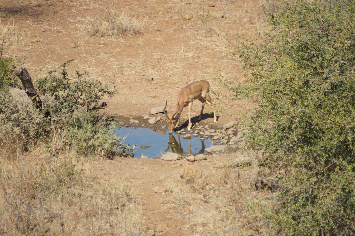  Balule Plains