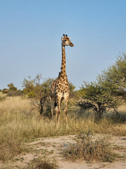  Balule Plains