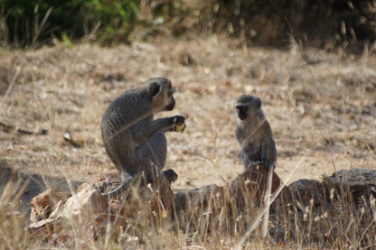  Balule Plains