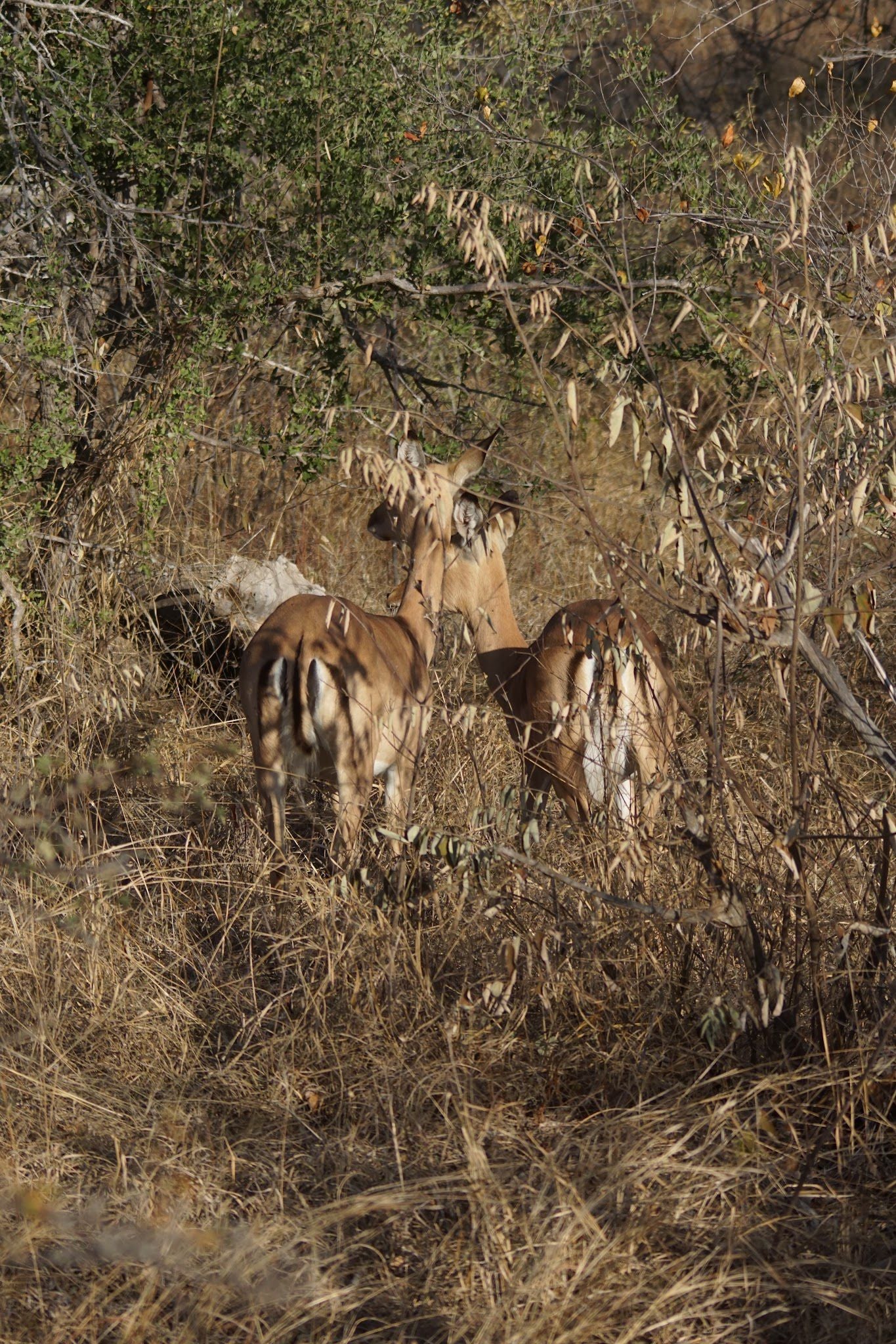  Balule Plains