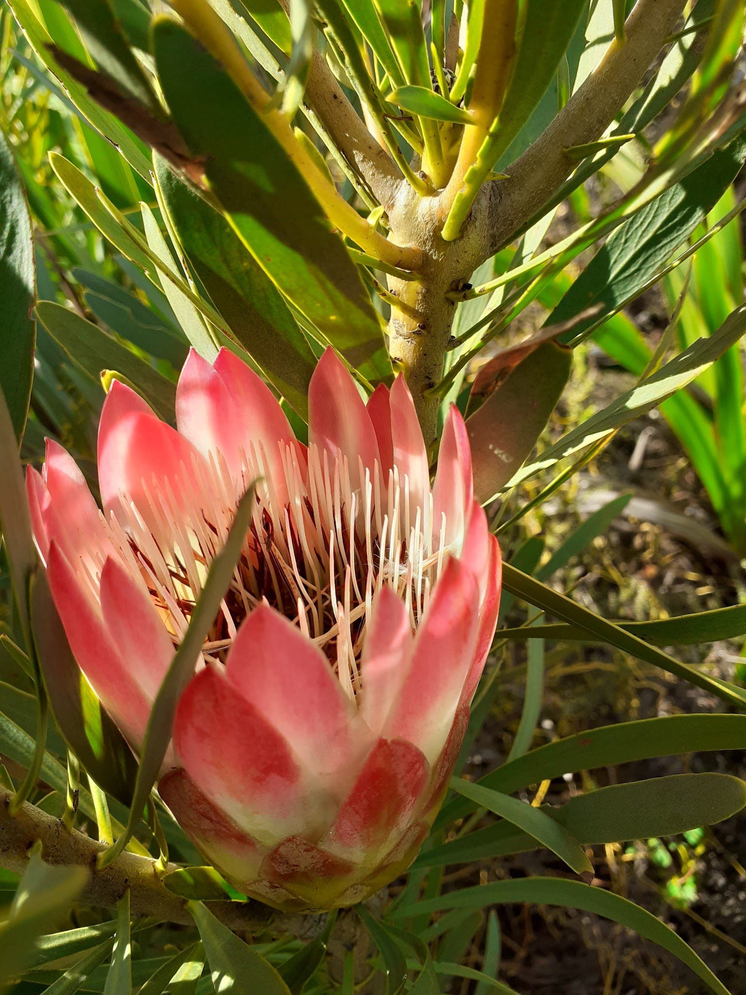  Banhoek Conservancy