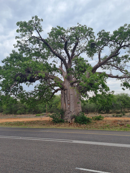  Baobab Tree Reserve