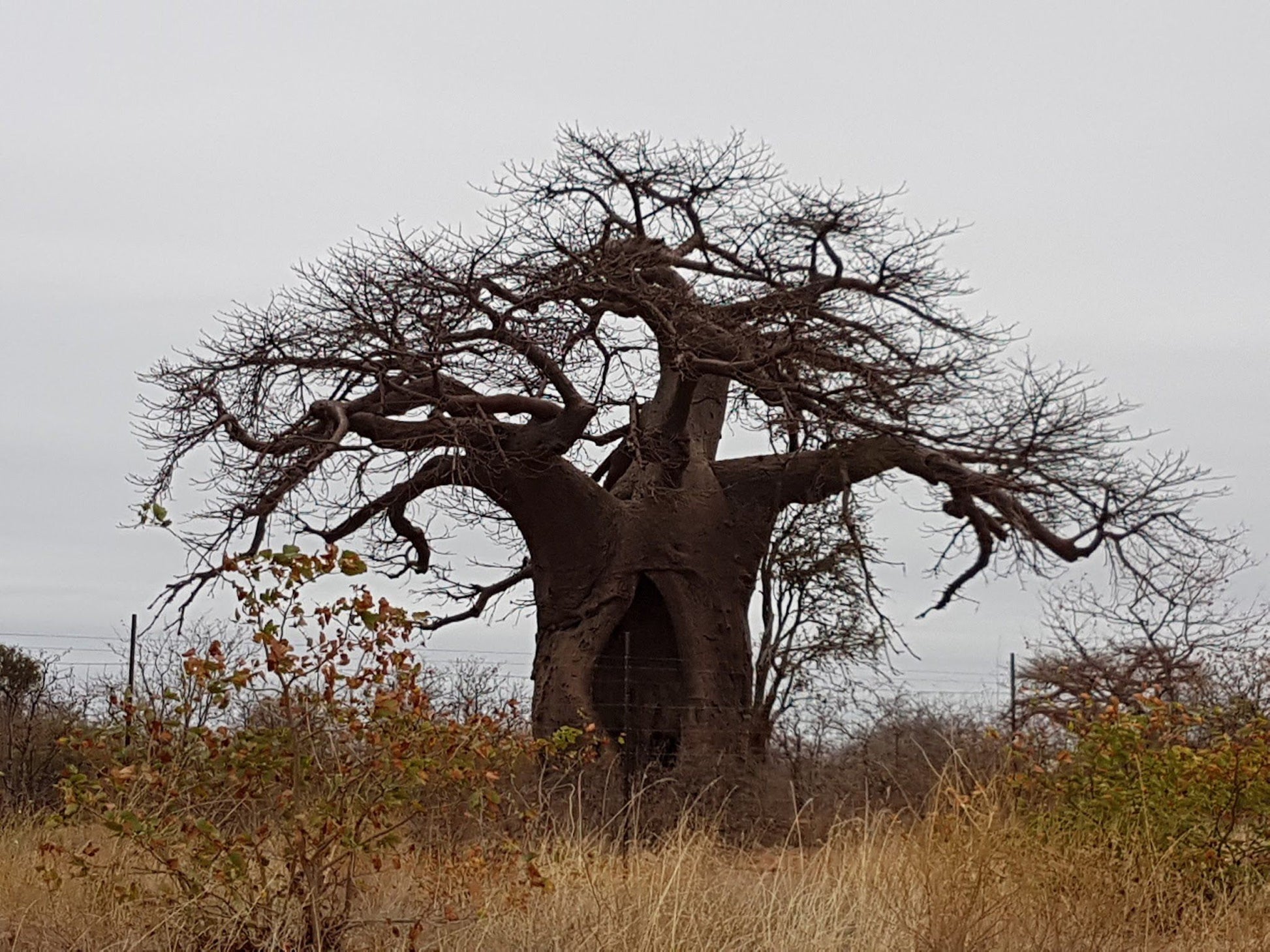  Baobab Tree Reserve