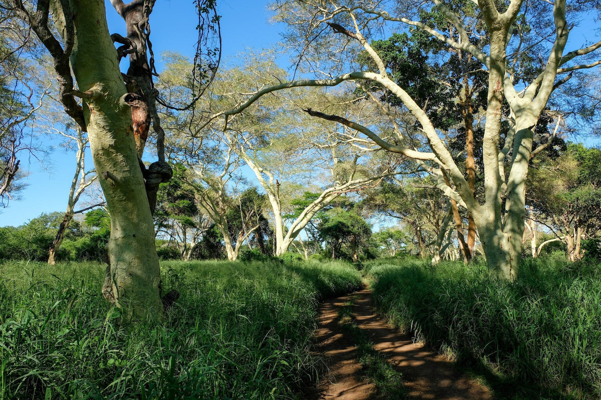  Bayete Zulu Lodges