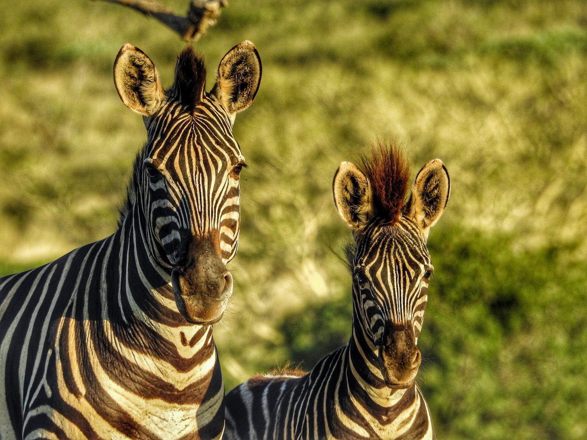  Bayete Zulu Lodges