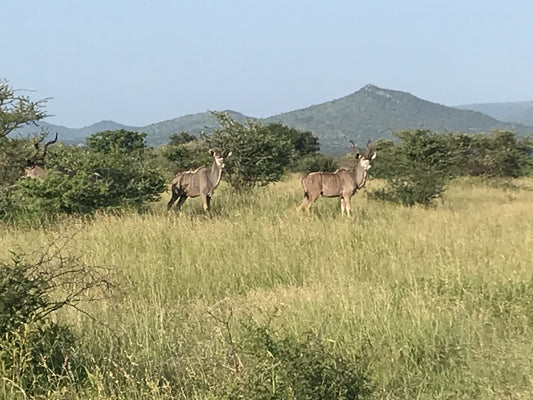  Bayete Zulu Lodges